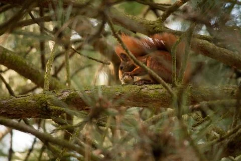 Squirrel sitting in a tree and looking down while eating Stock Photos
