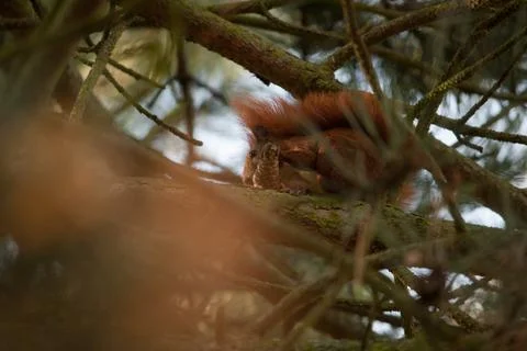 Squirrel sitting in a tree and looking down while eating Stock Photos