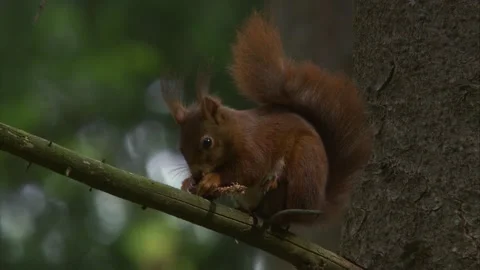 Squirrel sitting on a tree branch and gnawing on a pine cone Stock Footage 324797163