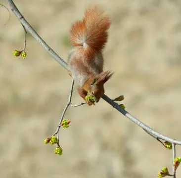 Squirrel sitting on tree branch and eating young shoots of leaves Stock Photos