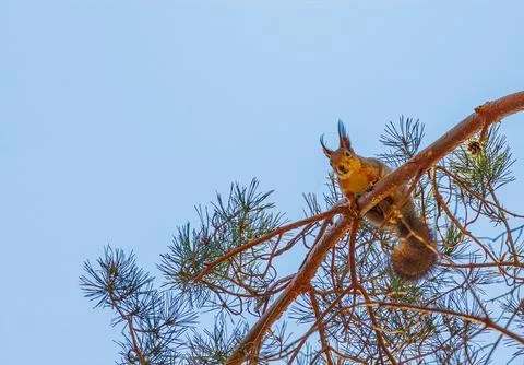 Squirrel sitting on a tree branch, background with squirrel Stock Photos