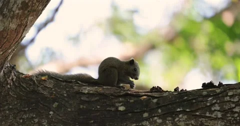 Squirrel sitting on tree branch with blurred green background. Stock Footage 303827219