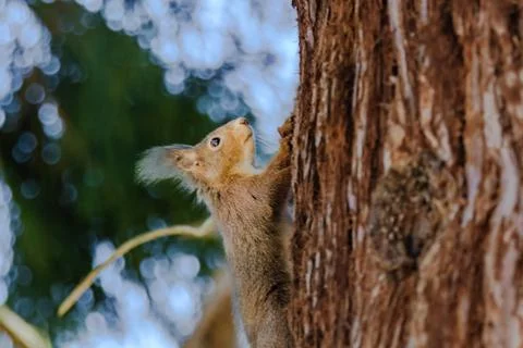 A squirrel is sitting on a tree branch. The branch is covered in moss. Stock Photos