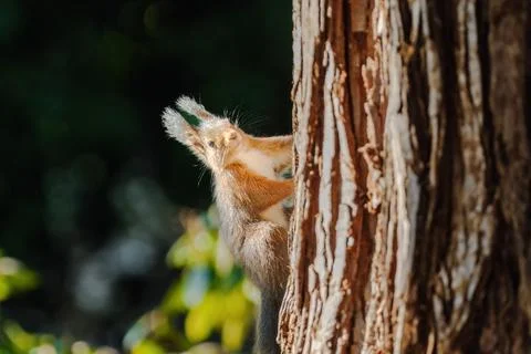 A squirrel is sitting on a tree branch. The branch is covered in moss. Stock Photos