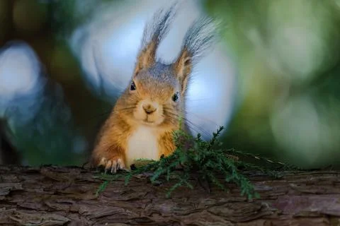 A squirrel is sitting on a tree branch. The branch is covered in moss. Stock Photos