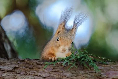 A squirrel is sitting on a tree branch. The branch is covered in moss. Foto stock