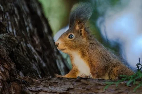 A squirrel is sitting on a tree branch. The branch is covered in moss. Stock Photos