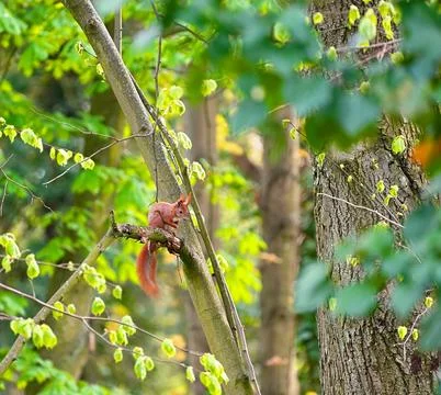 Squirrel sitting on a tree branch in a bright green park. Stock Photos