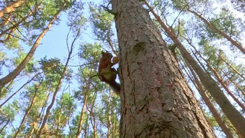 Squirrel sitting on a tree branch catches the nut with paws. Stock Footage 318177670