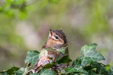 A squirrel is sitting on a tree branch covered in ivy Stock Photos