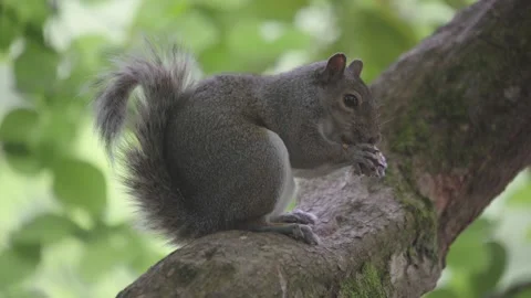 Squirrel sitting on a tree branch eating a nut before scampering off Stock Footage 245929545