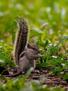 Squirrel Sitting on Tree Branch Eating Food Stock Photos