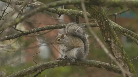 Squirrel Sitting on Tree Branch Stock-Footage 103448598