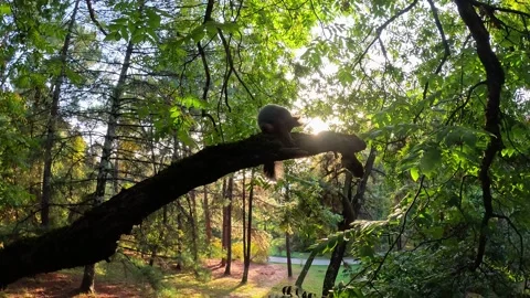 Squirrel sitting on a tree branch in the forest, its silhouette is illuminated Video stock 263816970