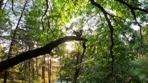Squirrel sitting on a tree branch in the forest, its silhouette is illuminated 库存影片 263816988