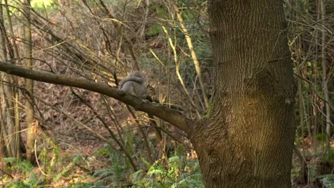 Squirrel sitting on a tree branch in the forest thicket. 스톡 동영상 320376322