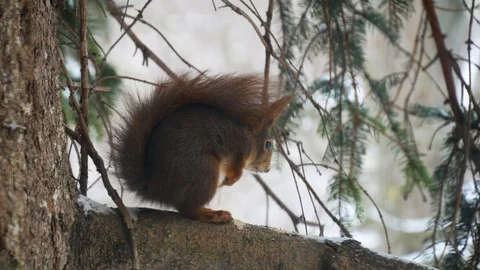 Squirrel sitting on a tree branch in late winter, waiting for spring Stock-Footage 94159134