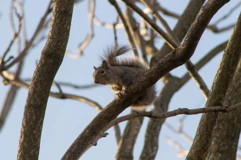Squirrel sitting on the tree branch. Stock Photos