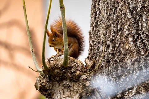 Squirrel sitting on a tree branch Stock Photos