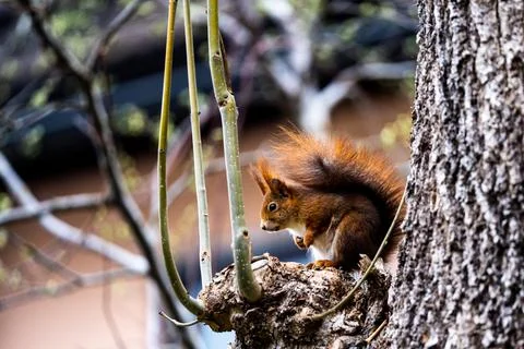 Squirrel sitting on a tree branch Stock Photos