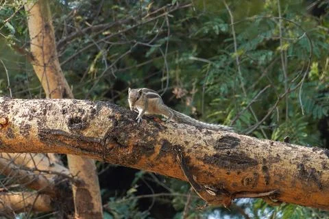 A squirrel is sitting on a tree branch Foto stock