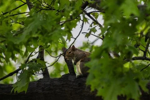 Squirrel sitting on tree branch Stock Photos