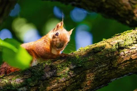 A squirrel is sitting on a tree branch Stock Photos