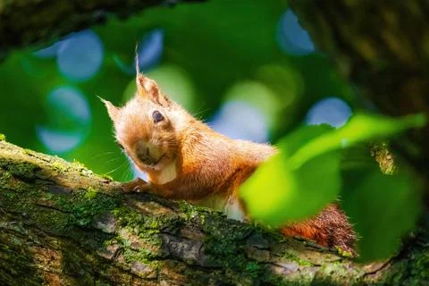 A squirrel is sitting on a tree branch Stock Photos