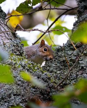 A squirrel is sitting in a tree branch Stock Photos