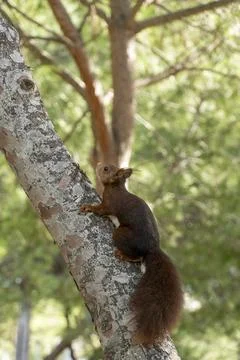 A squirrel is sitting on a tree branch Foto stock