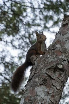 A squirrel is sitting on a tree branch Stock Photos