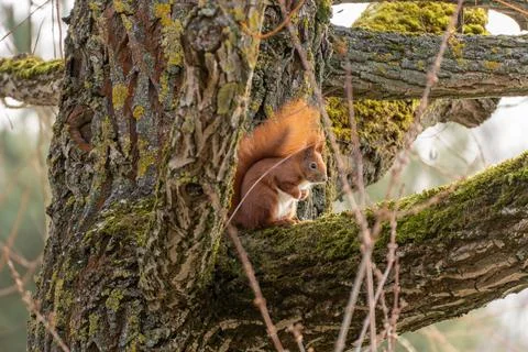 A squirrel is sitting on a tree branch Stock Photos