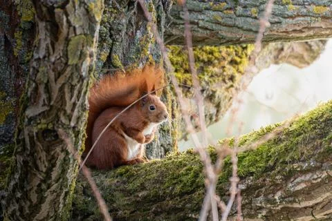 A squirrel is sitting on a tree branch Stock Photos