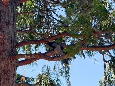 Squirrel sitting on a tree branch under bright sunlight. Curiosity, balance.. Stock Photos