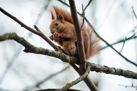 Squirrel sitting on tree branches, gnawing a nut in the park, bottom view Stock Photos