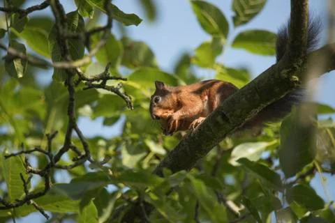 Squirrel sitting in a tree eating a nut Stock Photos