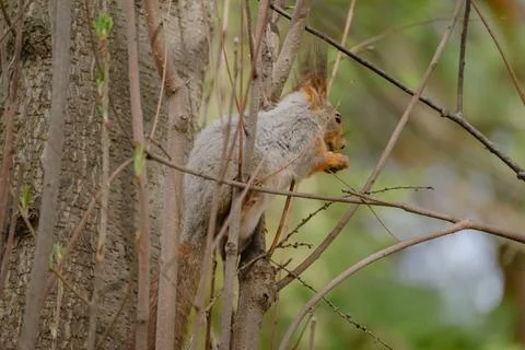 Squirrel sitting on a tree eating a nut Stock Photos