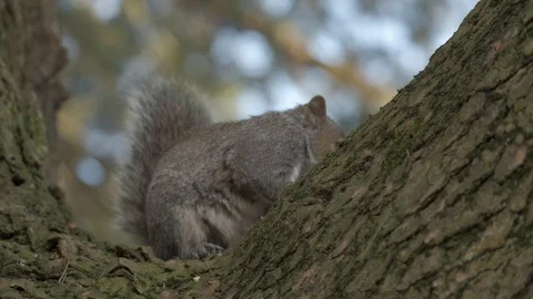 Squirrel sitting in the tree eating at the park. Stock Footage 106448952