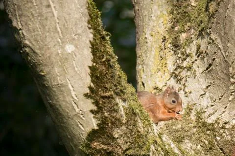 Squirrel sitting in a tree, eating Stock Photos