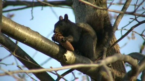 Squirrel is sitting in tree, eating a pinecone (High Definition) Stock-Footage 360744