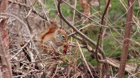 Squirrel sitting on tree eating pinecone Stock-Footage 274765009