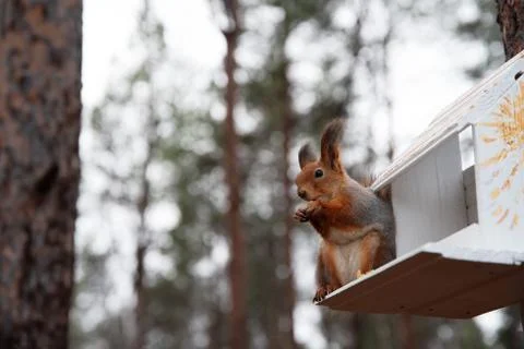 Squirrel sitting on the tree on the feeding box in forest or park. Stock Photos