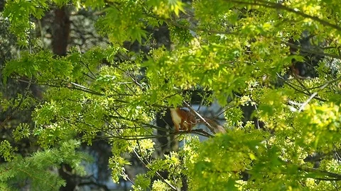 Squirrel Sitting On a Tree Stock Footage 108518229