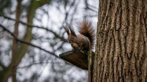 Squirrel sitting on a tree, good winter day Foto stock