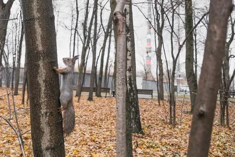 Squirrel sitting on a tree in an interesting pose Stock Photos
