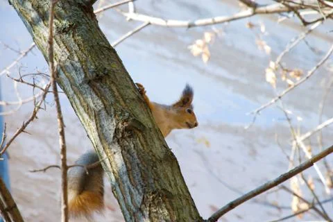 Squirrel sitting in a tree Foto stock