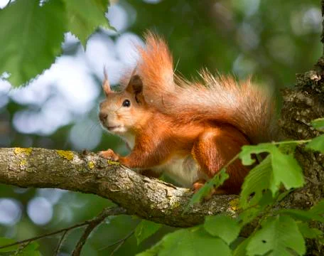 Squirrel sitting on a tree. Stock Photos
