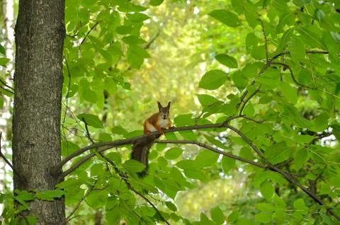 Squirrel sitting on the tree 스톡 사진