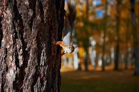 Squirrel sitting on the tree Stock Photos