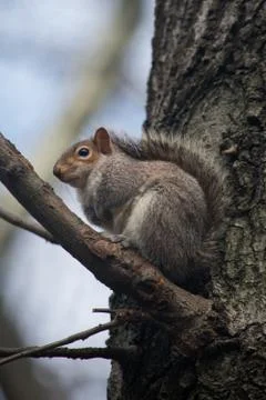 A squirrel sitting in a tree Stock Photos